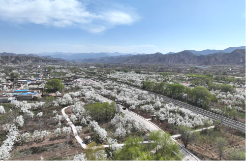 永登：植绿护绿 绘就绿美乡村新图景
